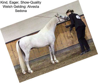 Kind, Eager, Show-Quality Welsh Gelding: Alvesta Sedona