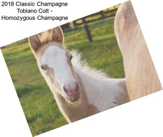 2018 Classic Champagne Tobiano Colt - Homozygous Champagne