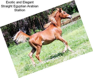 Exotic and Elegant Straight Egyptian Arabian Stallion
