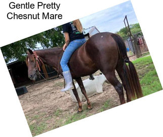 Gentle Pretty Chesnut Mare