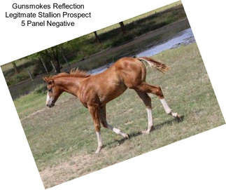 Gunsmokes Reflection Legitmate Stallion Prospect 5 Panel Negative