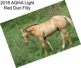 2018 AQHA Light Red Dun Filly