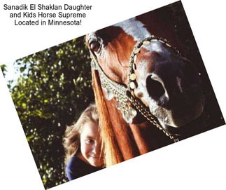 Sanadik El Shaklan Daughter and Kids Horse Supreme Located in Minnesota!