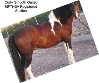 Curly Smooth Gaited MFTHBA Registered Stallion