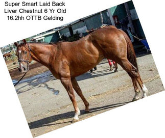 Super Smart Laid Back Liver Chestnut 6 Yr Old 16.2hh OTTB Gelding