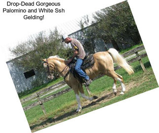 Drop-Dead Gorgeous Palomino and White Ssh Gelding!