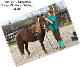 Taco: 2012 Chocolate Rocky Mtn Pony Gelding, 12.2hh