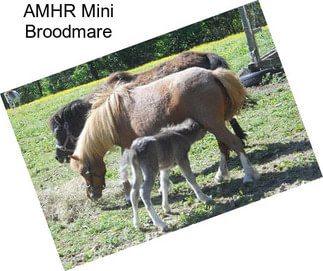 AMHR Mini Broodmare