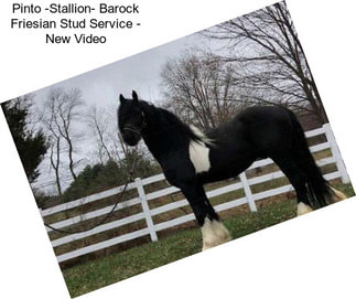 Pinto -Stallion- Barock Friesian Stud Service - New Video