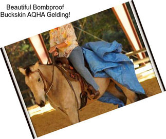 Beautiful Bombproof Buckskin AQHA Gelding!