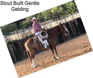 Stout Built Gentle Gelding