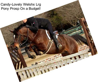 Candy-Lovely Welshx Lrg Pony Prosp On a Budget!