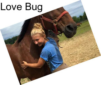 Love Bug