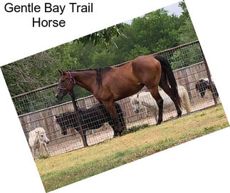 Gentle Bay Trail Horse