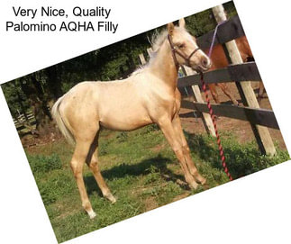 Very Nice, Quality Palomino AQHA Filly