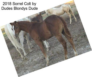 2018 Sorrel Colt by Dudes Blondys Dude