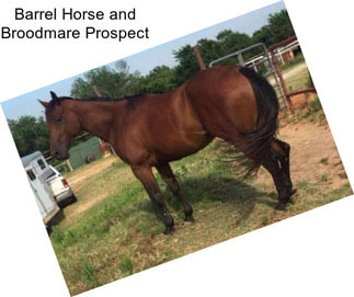 Barrel Horse and Broodmare Prospect