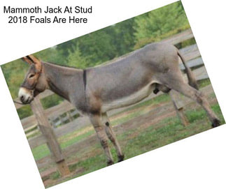 Mammoth Jack At Stud 2018 Foals Are Here
