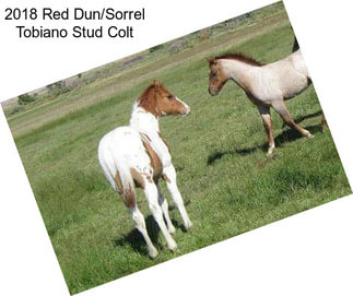 2018 Red Dun/Sorrel Tobiano Stud Colt