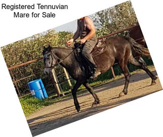 Registered Tennuvian Mare for Sale