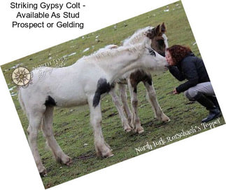 Striking Gypsy Colt - Available As Stud Prospect or Gelding