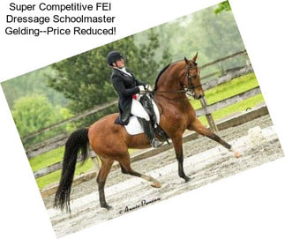 Super Competitive FEI Dressage Schoolmaster Gelding--Price Reduced!