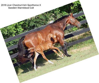 2018 Liver Chestnut Irish Sporthorse X Swedish Warmblood Colt