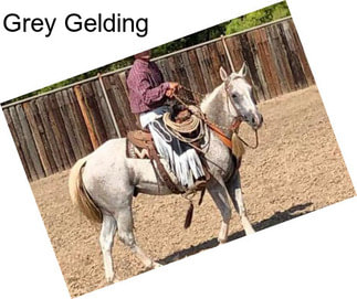 Grey Gelding