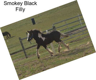 Smokey Black Filly