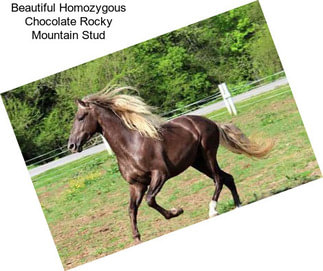 Beautiful Homozygous Chocolate Rocky Mountain Stud