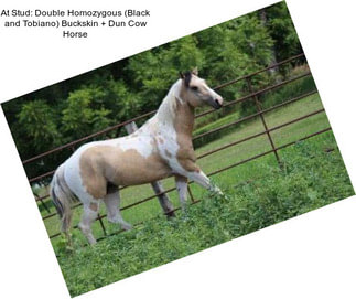 At Stud: Double Homozygous (Black and Tobiano) Buckskin + Dun Cow Horse