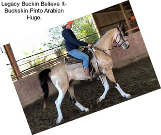 Legacy Buckin Believe It- Buckskin Pinto Arabian Huge.