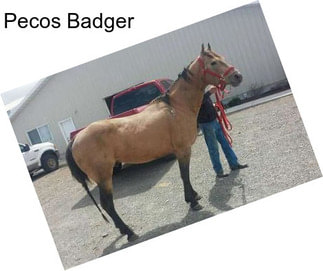 Pecos Badger