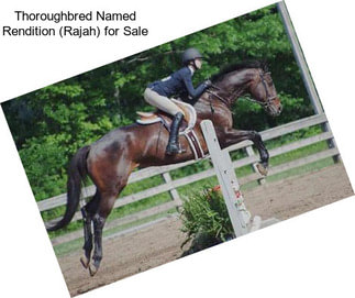 Thoroughbred Named Rendition (Rajah) for Sale
