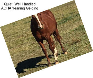 Quiet, Well Handled AQHA Yearling Gelding