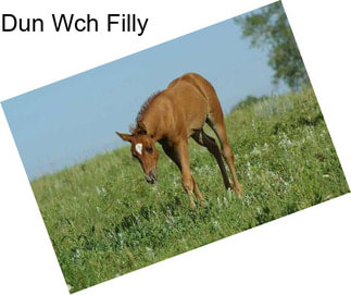 Dun Wch Filly