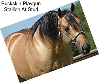 Buckskin Playgun Stallion At Stud