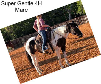 Super Gentle 4H Mare