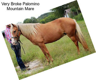 Very Broke Palomino Mountain Mare