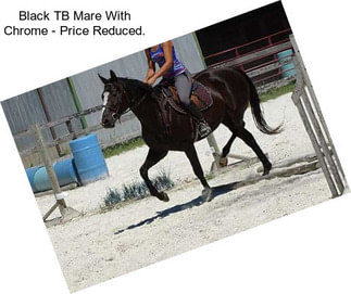Black TB Mare With Chrome - Price Reduced.