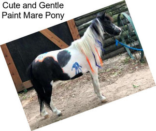 Cute and Gentle Paint Mare Pony