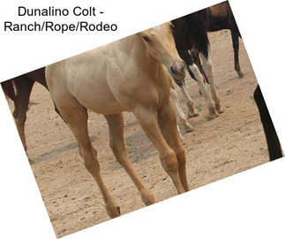 Dunalino Colt - Ranch/Rope/Rodeo