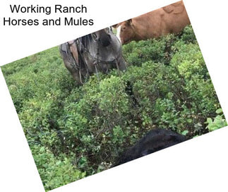 Working Ranch Horses and Mules