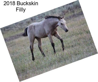 2018 Buckskin Filly