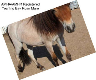AMHA/AMHR Registered Yearling Bay Roan Mare