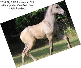 2018 Big PRE Andalusian Colt With Imported Qualified Lines - Sale Pending.