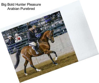 Big Bold Hunter Pleasure Arabian Purebred