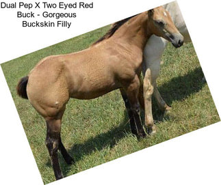 Dual Pep X Two Eyed Red Buck - Gorgeous Buckskin Filly