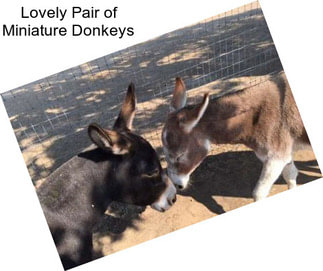Lovely Pair of Miniature Donkeys