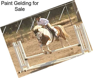 Paint Gelding for Sale